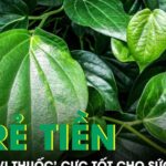 Loại lá rẻ tiền mọc khắp Việt Nam nhưng là ‘vị thuốc’ cực tốt cho sức khỏe