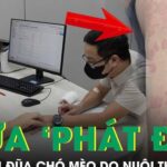 Ngứa ‘phát điên’, người đàn ông đi khám phát hiện nhiễm giun đũa chó mèo
