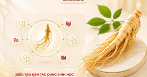 Homsam, nhân sâm đăng ký dạng thuốc
