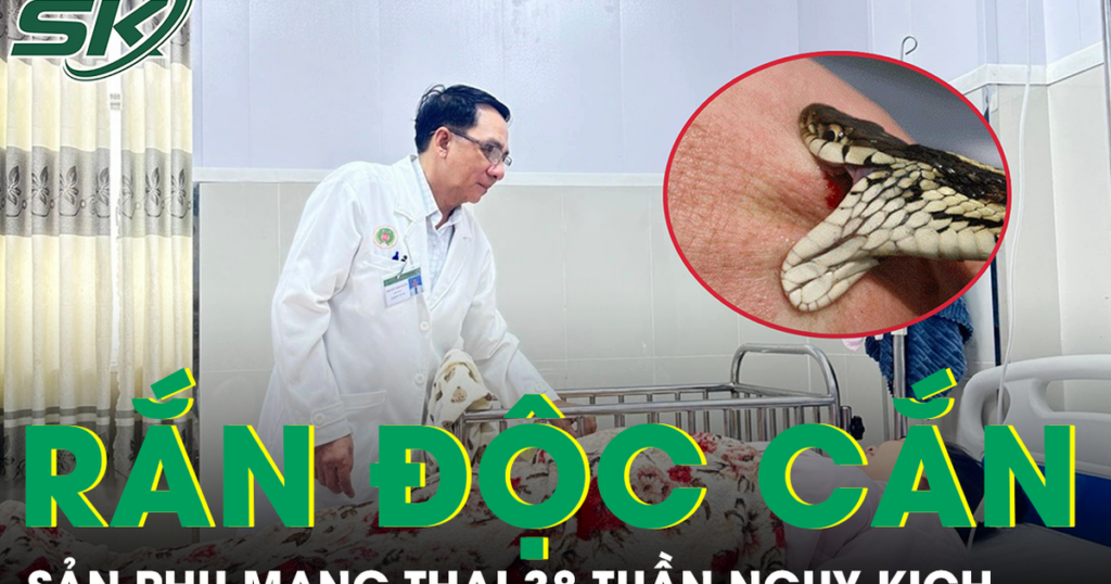 Bị rắn hổ mang cắn, sản phụ mang thai 38 tuần nguy kịch nhập viện khẩn
