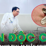 Bị rắn hổ mang cắn, sản phụ mang thai 38 tuần nguy kịch nhập viện khẩn