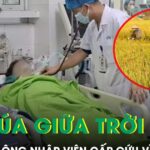 Gặt lúa giữa trời nắng gắt, người đàn ông nhập viện cấp cứu
