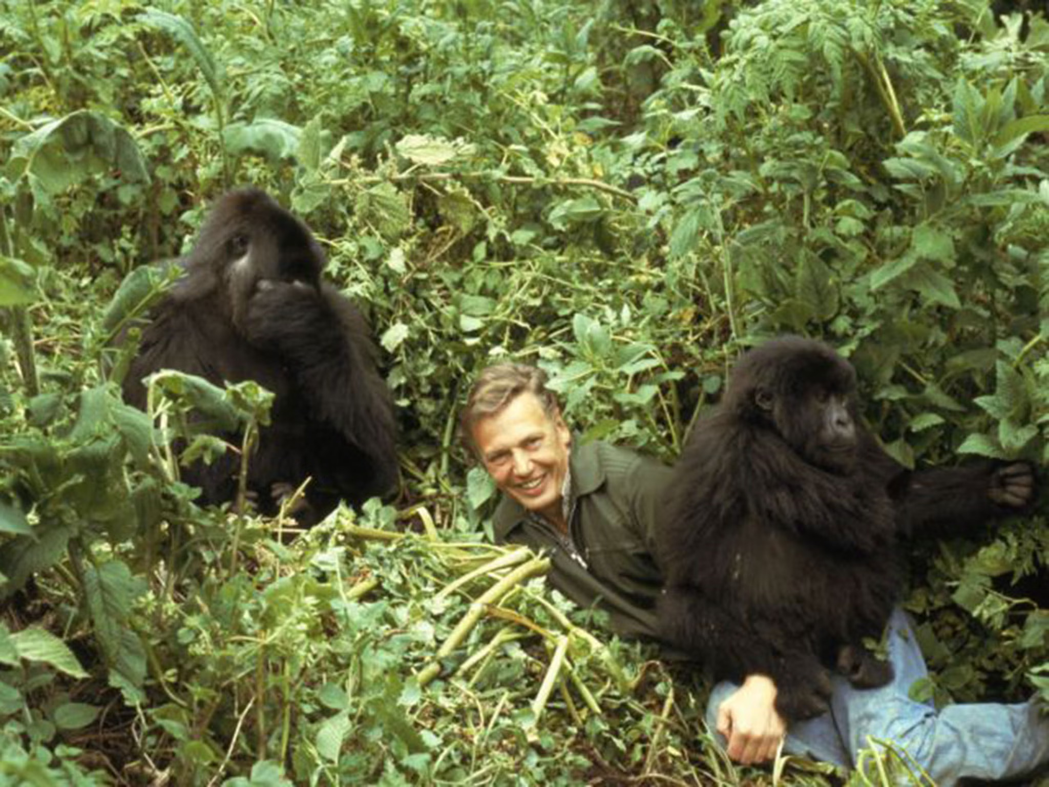 3-davidattenborough-gorilla-17783088727801677876096-1 'Bảo vật sống' của làng phim khoa học tự nhiên tròn 100 tuổi- Ảnh 2.