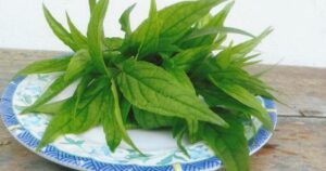 Dùng cây xương khỉ thế nào để không mất chất?