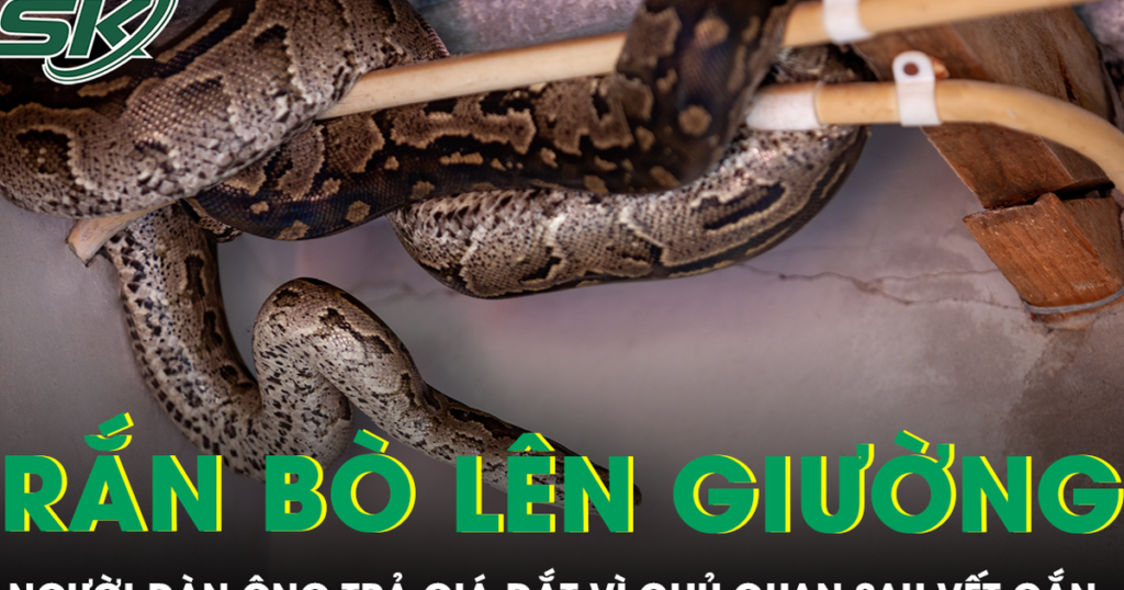 Phát hiện rắn bò lên giường lúc nửa đêm, người đàn ông trả giá đắt vì chủ quan sau vết cắn