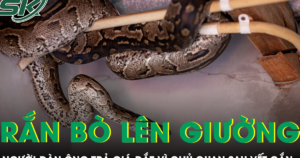 Phát hiện rắn bò lên giường lúc nửa đêm, người đàn ông trả giá đắt vì chủ quan sau vết cắn