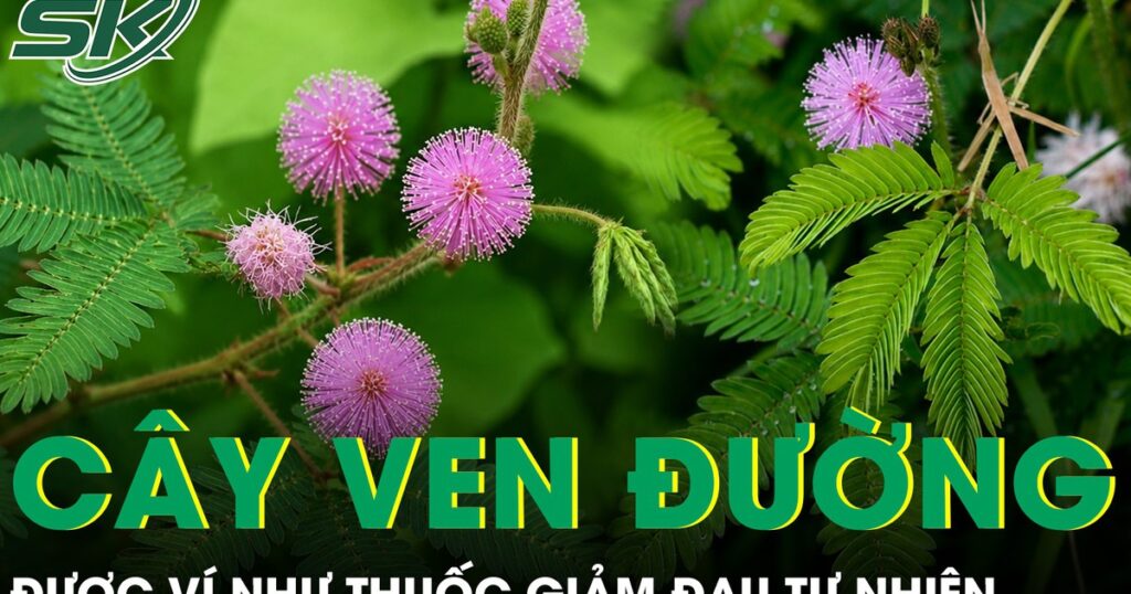 Loại cây ven đường được ví như thuốc giảm đau tự nhiên cho người đau nhức xương khớp