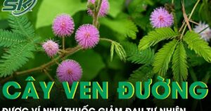 Loại cây ven đường được ví như thuốc giảm đau tự nhiên cho người đau nhức xương khớp