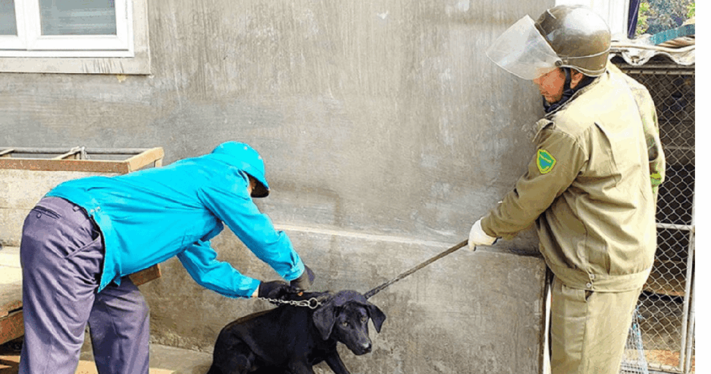 Hà Tĩnh tăng cường các giải pháp phòng, chống bệnh dại
