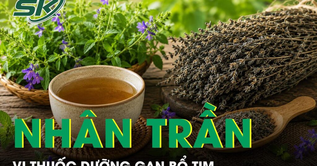 Nhân trần – Vị thuốc dưỡng gan bổ tim nhưng ít người biết