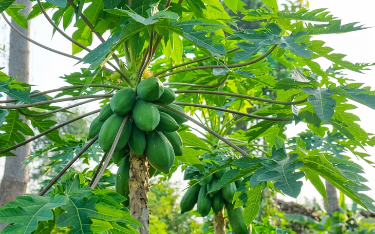 6 tác dụng đặc biệt của lá đu đủ
