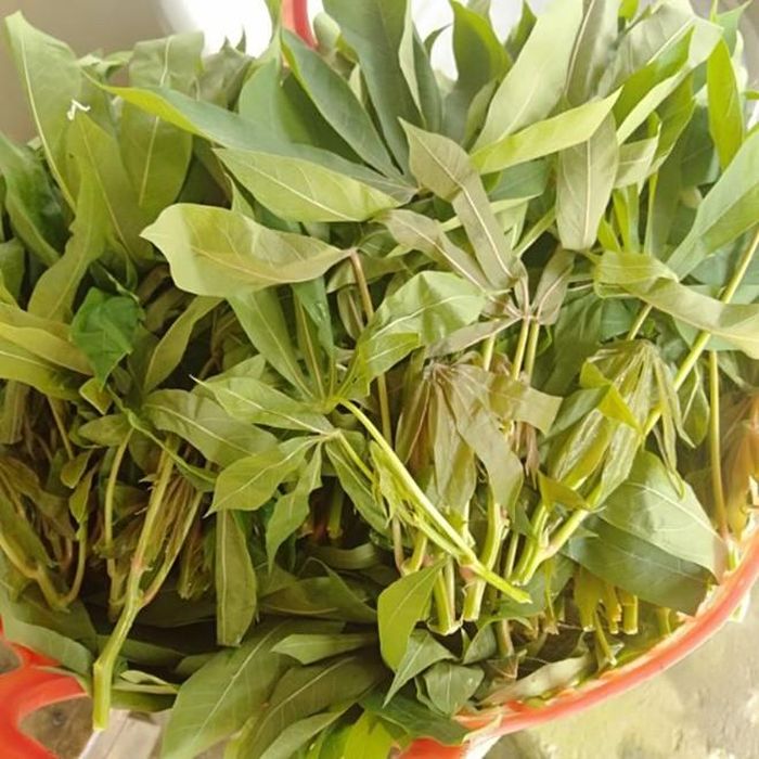 Lá sắn - nguyên liệu ẩm thực dân dã, giàu dinh dưỡng 
và lưu ý quan trọng khi chế biến- Ảnh 1.