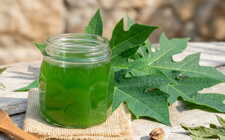 Lá đu đủ tươi và lá đu đủ khô, loại nào tốt hơn? - Ảnh 3.