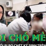 Nuôi chó mèo trong nhà, bé gái 2 tuổi bị bọ chét ký sinh trên màng nhĩ