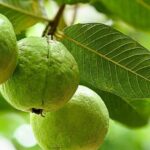 Ăn 1 quả ổi vào buổi sáng có tác dụng gì? 5 lý do bạn nên thử ngay