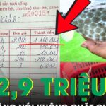 Du khách phản ánh cá bò hòm 2,9 triệu/kg, chủ nhà hàng nói không chặt chém