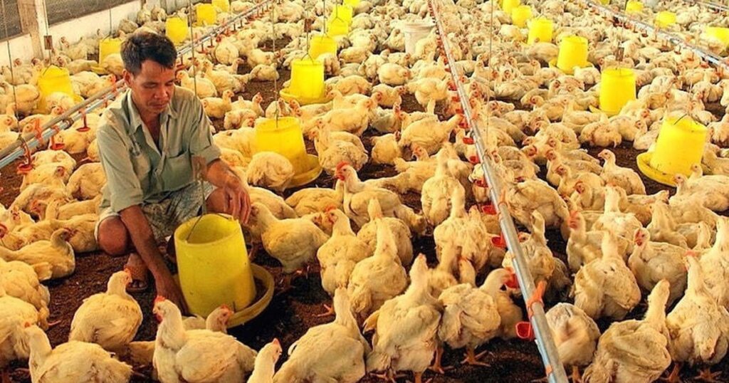 Từ 5/8, người chăn nuôi cần tránh những hành vi này kẻo bị phạt nặng