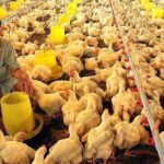 Từ 5/8, người chăn nuôi cần tránh những hành vi này kẻo bị phạt nặng