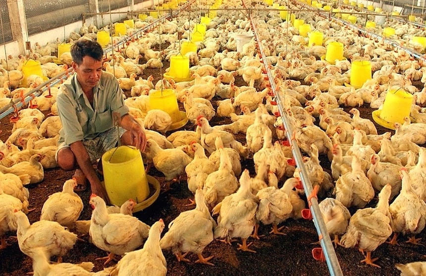 Từ 5/8, người chăn nuôi cần tránh những hành vi này kẻo bị phạt nặng - Ảnh 1.